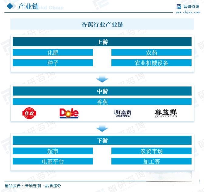 2025年中国香蕉行业发展历程、产量及价格分析：主要产区供货量增加影响价格走势