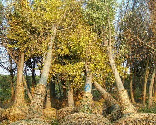 银杏的分类剖析（从植物学角度看银杏是否为蕨类植物）