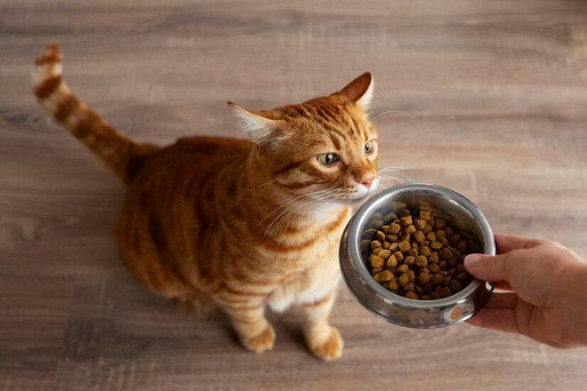 夏季猫粮新鲜度大挑战：如何确保每一口都是新鲜的？