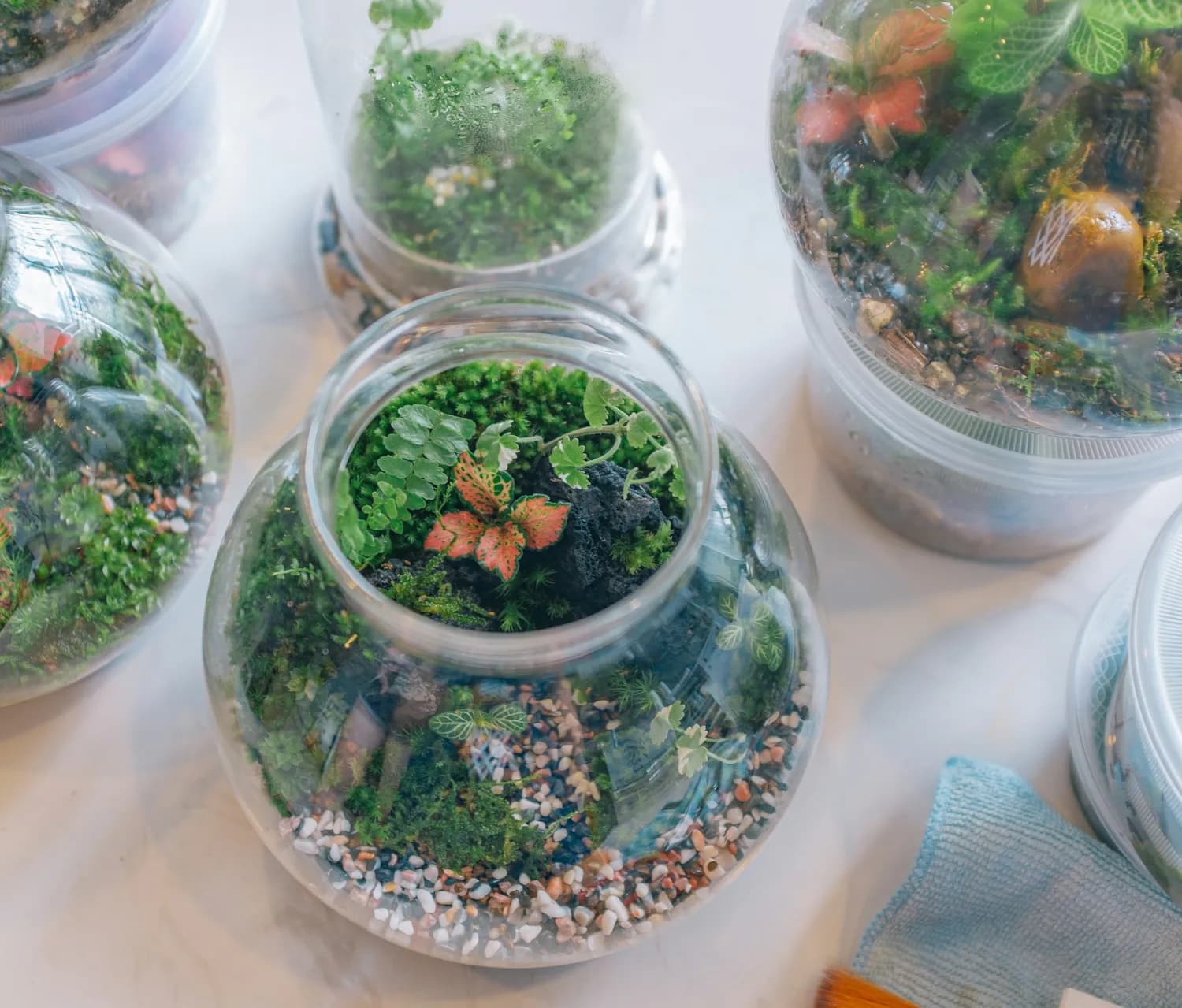 冬日微景观DIY：打造温暖桌面风景