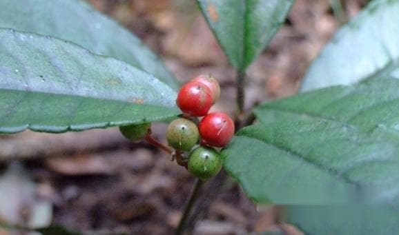 被子植物的繁殖：从花的结构到双受精现象