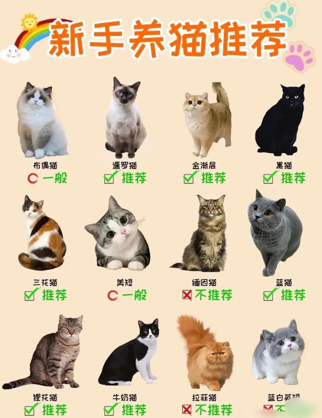 根据猫咪品种和性格选择适合您的宠物指导