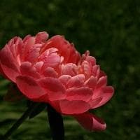 杨幂年龄(关于杨幂年龄的基本详情介绍)