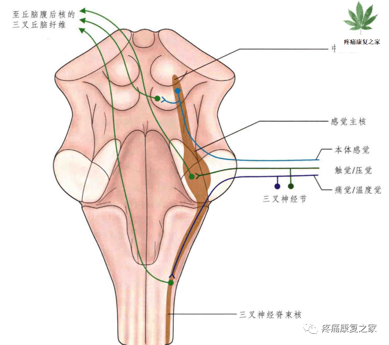 三叉神经精细解剖详解