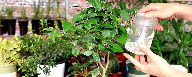 山茶花养护指南：矾肥水的正确施用方法及冬季养护要点