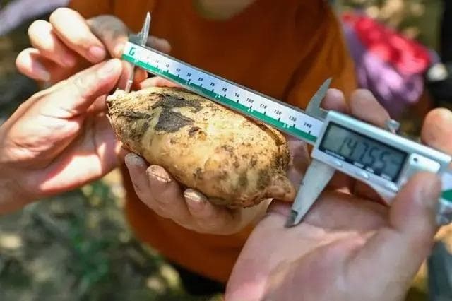 贵州：全国第三大中药材产区，打造“中医药+”新业态