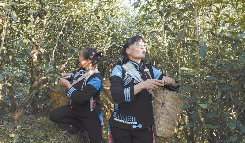 普洱市江城县：传承非遗制茶技艺 赋能茶产业稳步发展