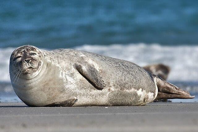 海豹是不是哺乳动物？——深入解析海豹的生物分类与特征