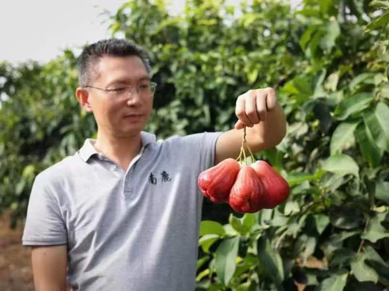 海南鲜品丨海南莲雾：“长在树上的矿泉水”