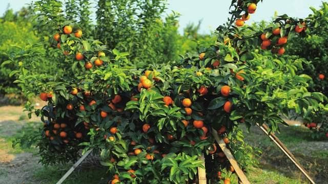 砂糖橘种植技术全攻略：从建园到病虫害防治