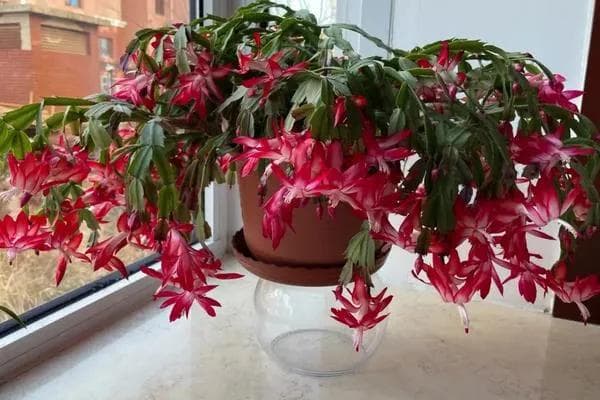蟹爪兰病虫害防治与冬季开花养护指南