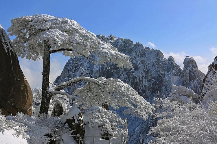 黄山的松树有哪些？黄山松树奇观：种类、形态及景观欣赏!