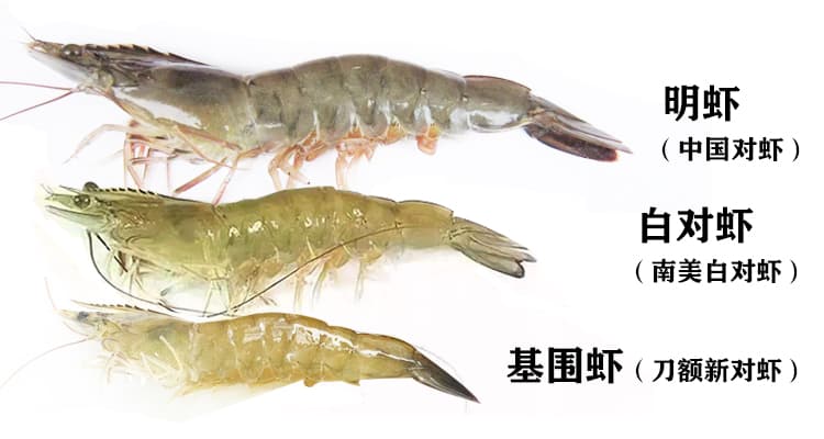 明虾、基围虾还是白对虾？一文读懂三种常见虾类的区别