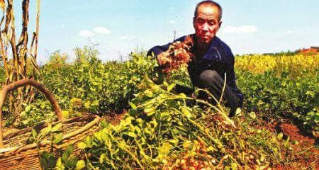 黑花生种植全攻略：从选种到收获的全程指南