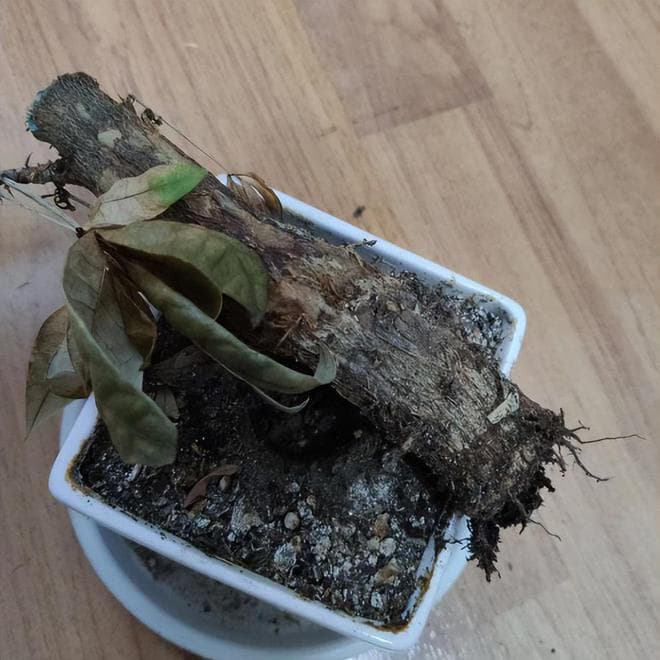发财树的叶子干枯掉落什么原因