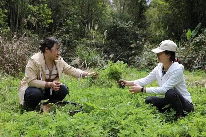 三月野菜图鉴！10种春季限定美味，附辨别毒草攻略，采摘不踩雷