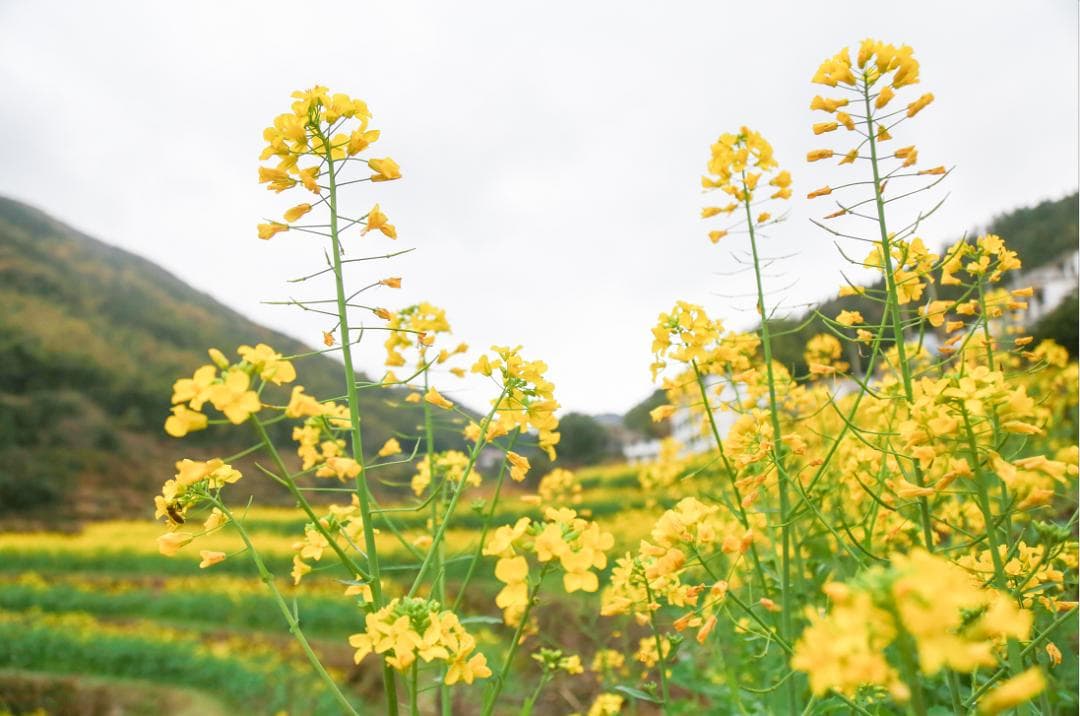 邂逅花海、拥抱春天！南昌23个油菜花观赏点公布