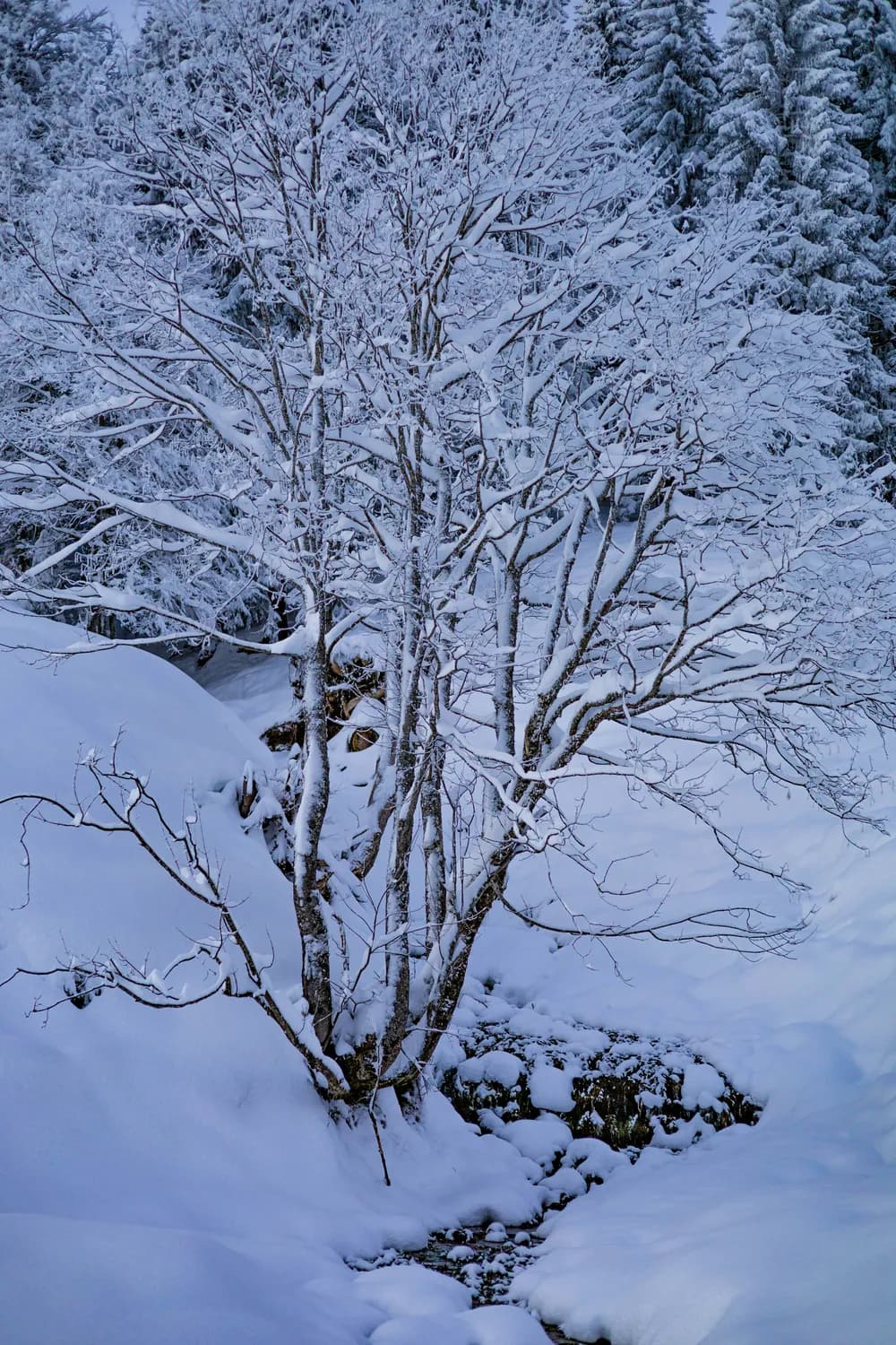 韩愈《春雪》：古诗中的冬日浪漫