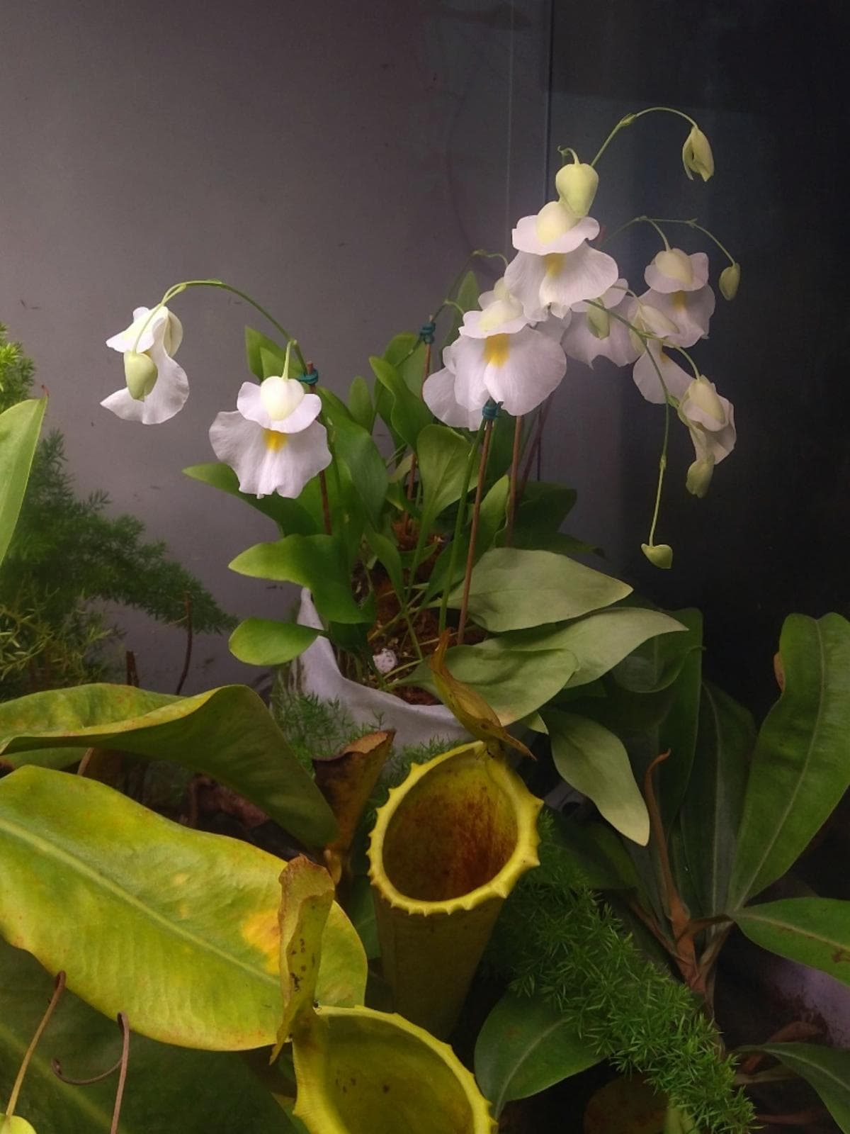 气质像兰花的食虫植物——高山狸藻