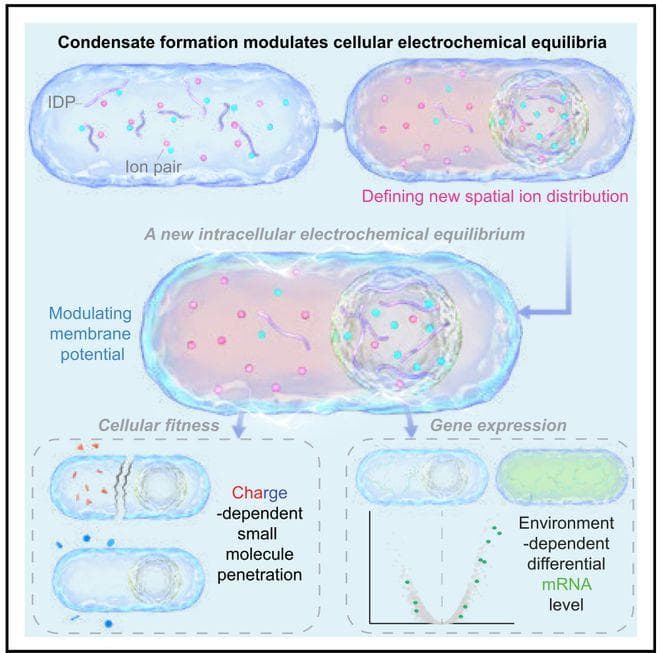 Cell | 生物分子凝聚体调节细胞的电化学平衡