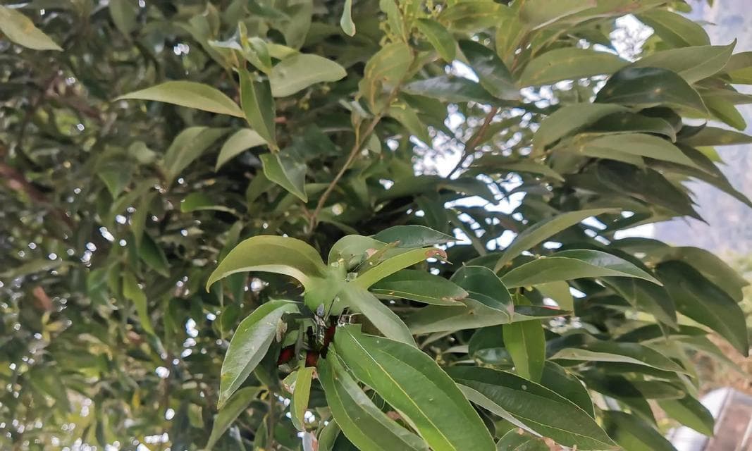 香樟树是否有香味？（探究香樟树的香味成因及特点）