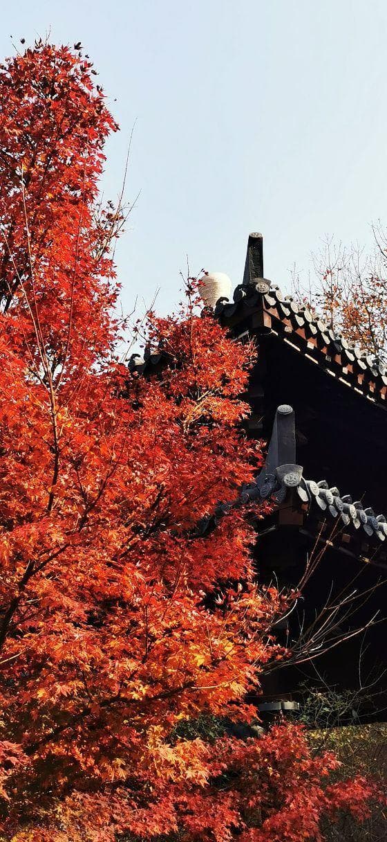 南京秋天值得去的7个小众地方
