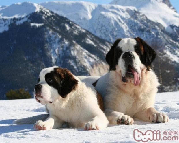 圣伯纳犬：雪山救生员的传奇