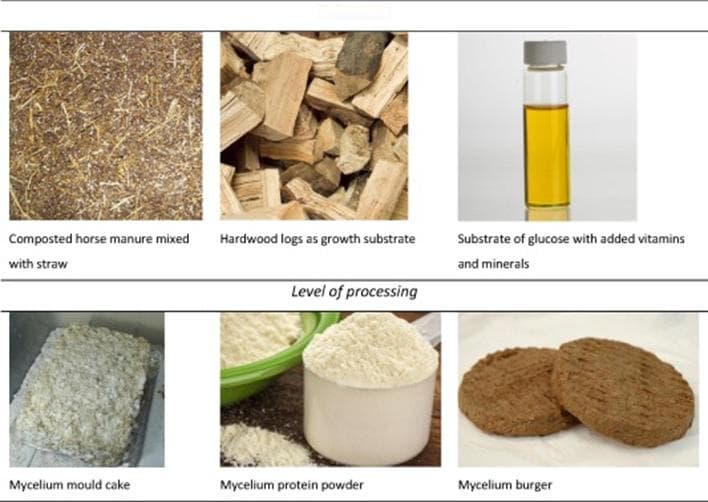 食用菌菌丝体蛋白：探索消费者接受度与食品行业新机遇