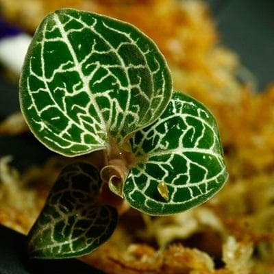 金线兰：一种珍贵的药用植物