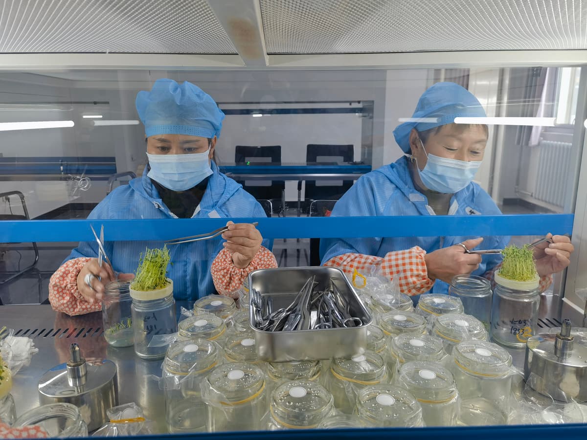 强优势、补链条、树品牌，张北小土豆叫响全国大市场