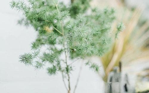 灵隐寺的历史沿革与文化内涵
