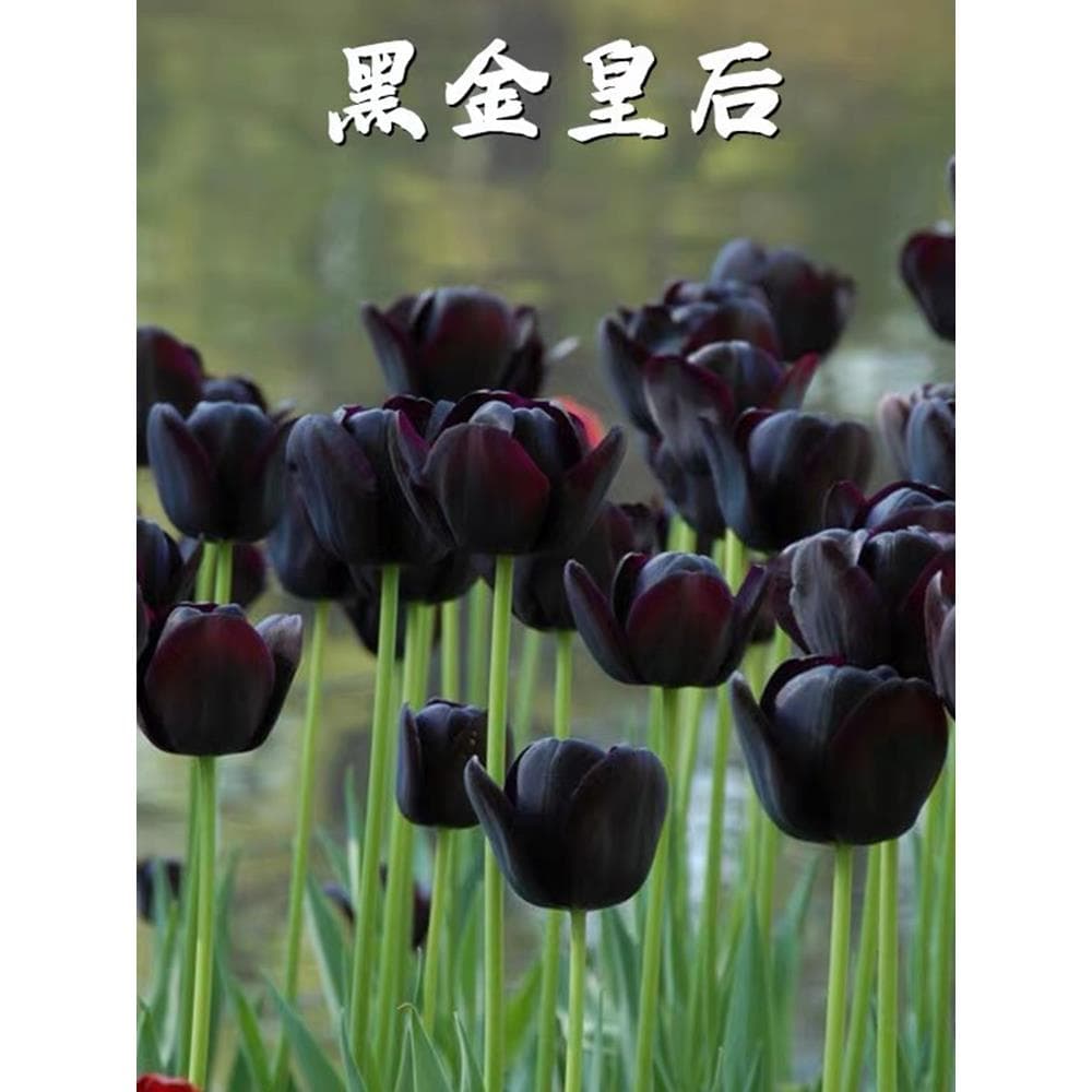 黑色夜皇后郁金香，稀有品种如何水培与土培？🌱