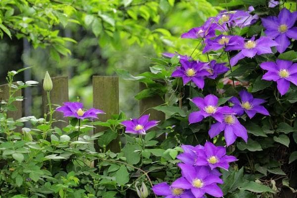 铁线莲种植全攻略：浇水、扦插、修剪等关键技巧详解