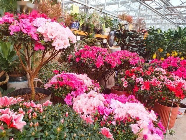 杜鹃花难养？老花匠妙招 —— 天天浇水，让花开满盆