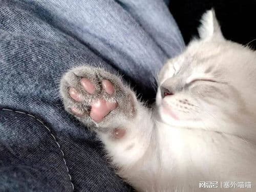 猫咪爪子磨损原因及应对策略