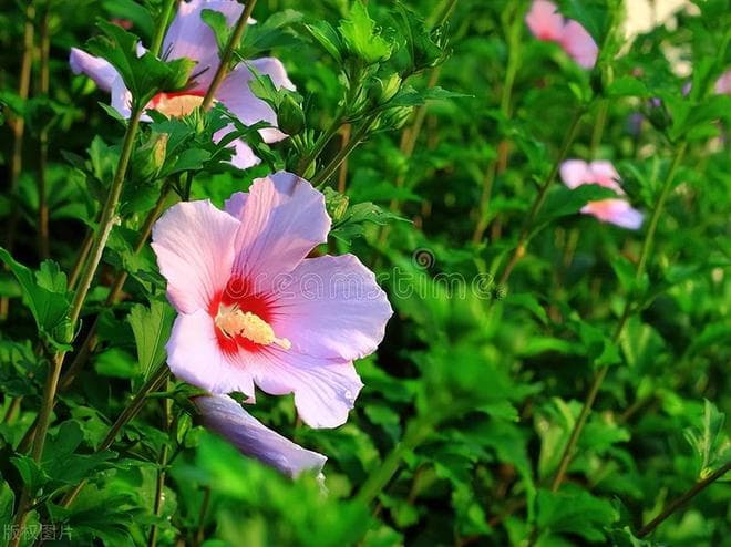 芙蓉花：古典文化中的纯洁象征与多重寓意
