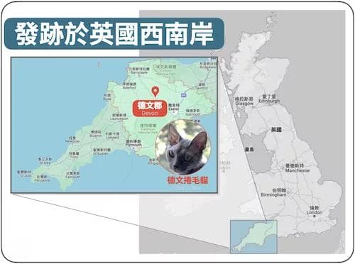 德文捲毛貓：外型特徵、個性、健康照顧重點全解析