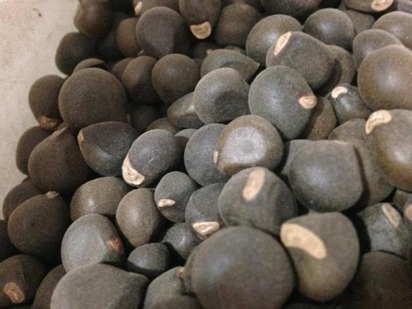 文冠果的种植方法，做好这几点就能顺利生长