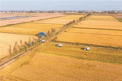 中国科学院院士钱前：育种技术数字化、智能化是大势所趋