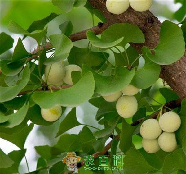 银杏树的六大生态价值：从空气净化到心灵净化