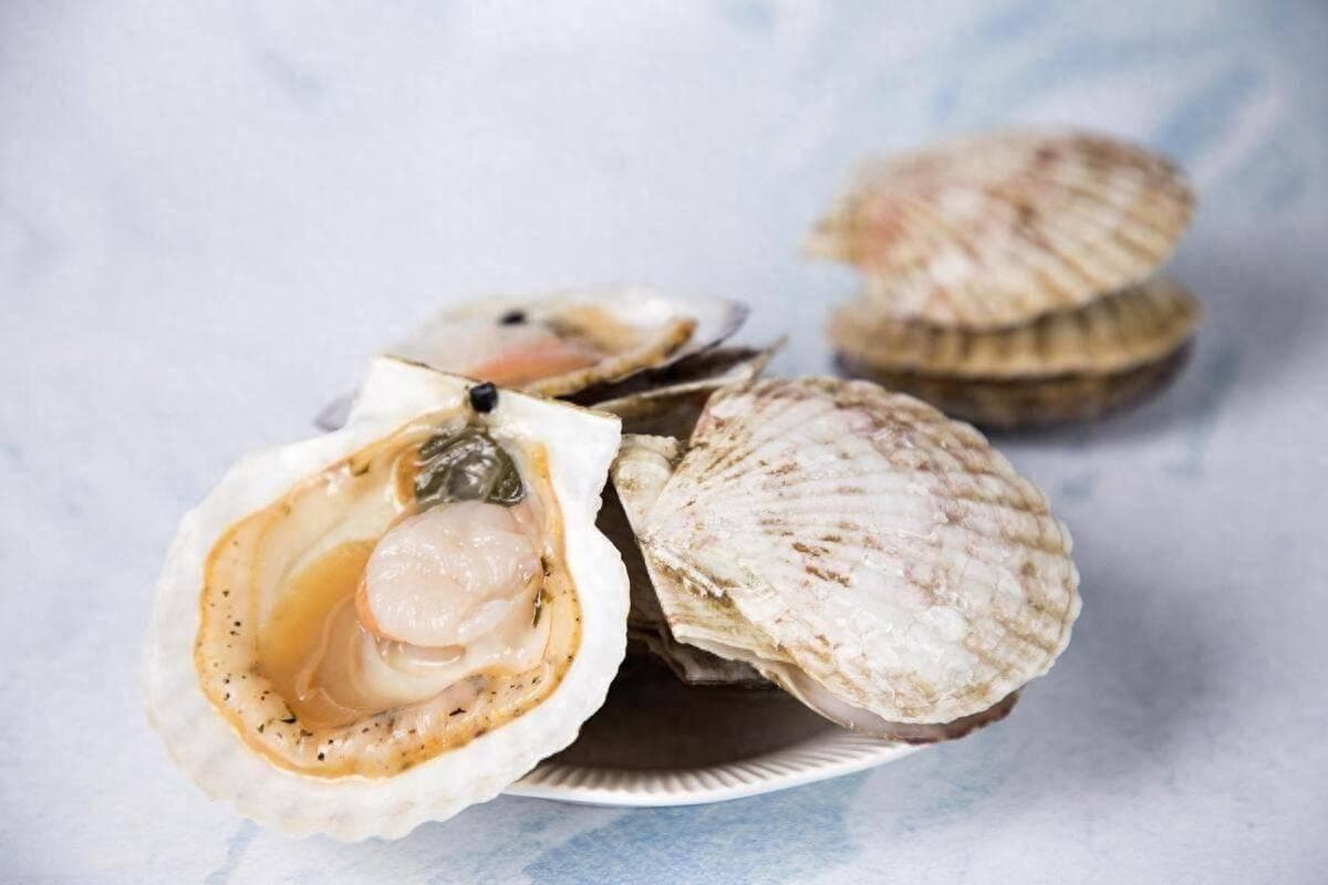 揭秘海洋美味，扇贝，它真的是海鲜吗？