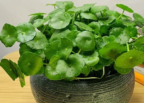 铜钱草的养殖方法和注意事项有哪些