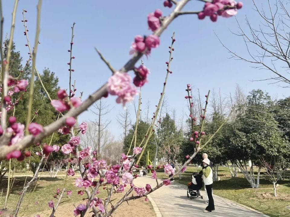 春日花香满长安 西安赏花季时间表，请收好