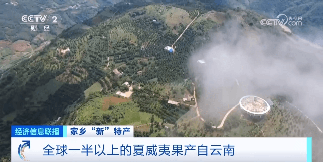 云南是如何成为“夏威夷果”产地的