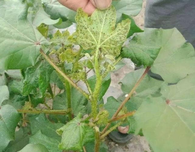 吡虫啉的作用与使用方法