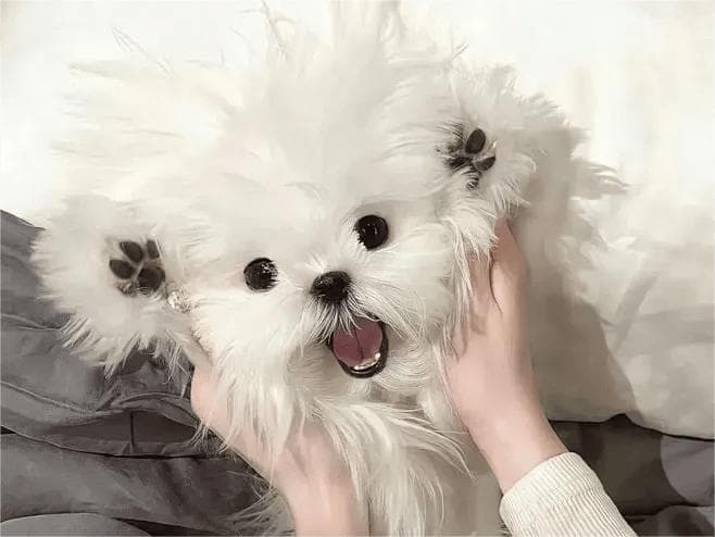 孕期养狗全攻略：三大谣言真相大揭秘