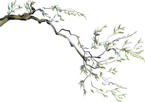 幼儿蒙学 | 领略中国古诗词之美——《风》
