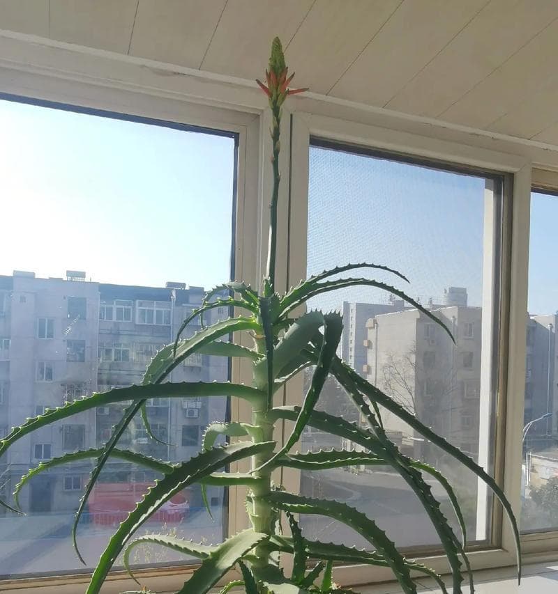 芦荟的生长周期和花期（探究芦荟的生长周期、花期及其变化）