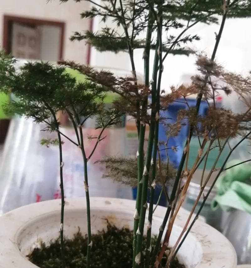 文竹如何剪枝？（如何修剪文竹？）
