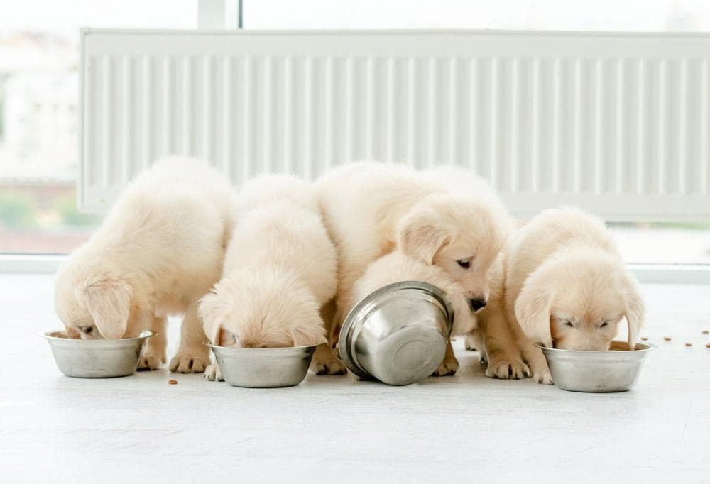狗狗完美喂食时间表的终极指南